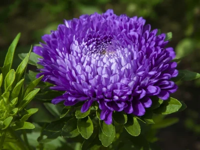 Aster Trade Integration: What it Means for DeFi Collateral