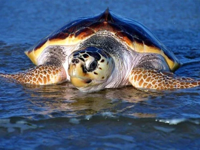 The Green Sea Turtle Delisting: What the Recovery Data Actually Shows