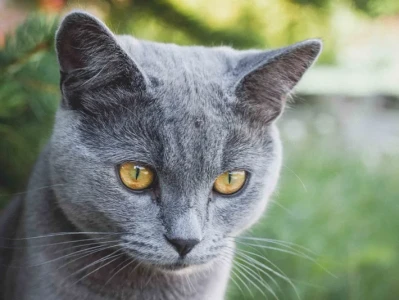 The Caterpillar Surge: Why This Isn't Just About Stock Prices