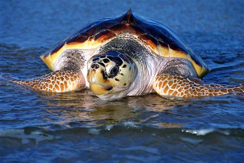 The Green Sea Turtle Delisting: What the Recovery Data Actually Shows